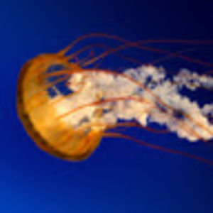 Meet your Posher, Ms.